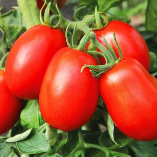 Томат Непас-13 Непасынкующийся сливовидный