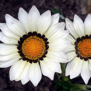 Газания (гацания) Нью Дей белая F1