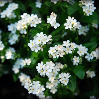 Незабудка Виктория белая альпийская