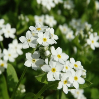 Незабудка Белый снег (альпийская)