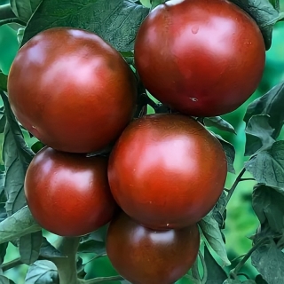 Томат Ниагус