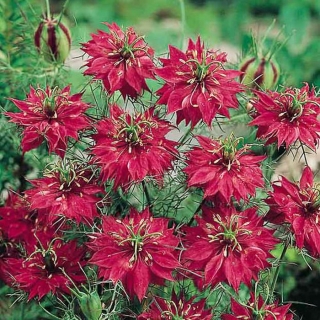 Нигелла Красные жемчужины дамасская