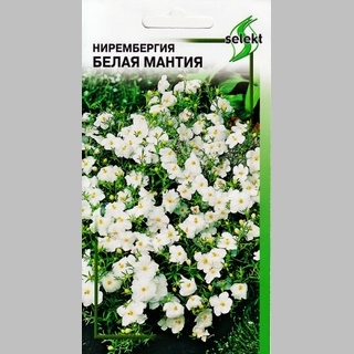 Нирембергия Белая мантия