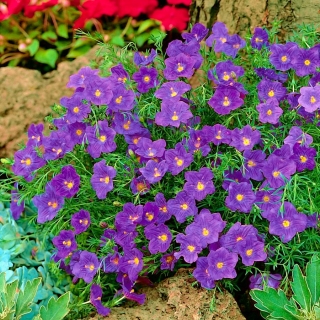 Нирембергия Пурпурная мантия