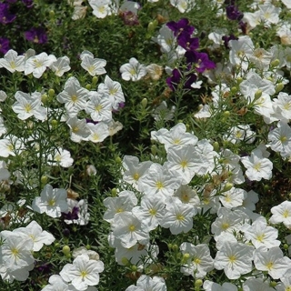 Нирембергия Белая мантия