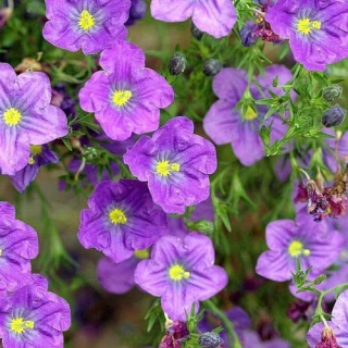 Нирембергия Сияющий Сапфир голубая