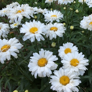 Нивяник Белые лебеди