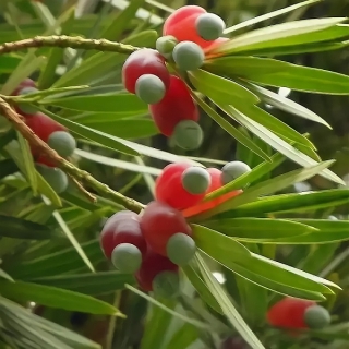 Ногоплодник Голиаф круглолистный