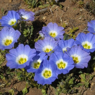 Нолана Чилийские колокольчики