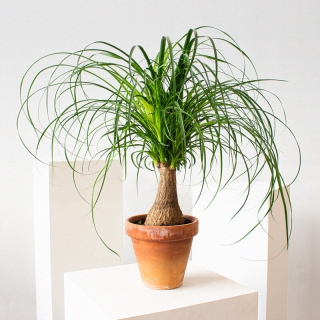 Бокарнея Бутылочное дерево (Нолина)