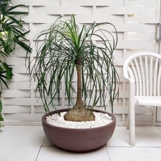 Бокарнея Бутылочное дерево (Нолина)