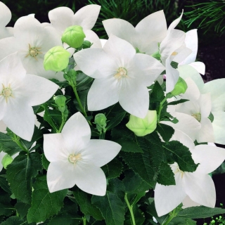 Платикодон Блюз (белый)