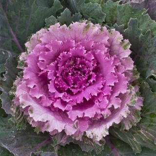 Капуста Осака розовая F1 декоративная