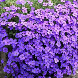 Обриета Гранд Каскад синяя