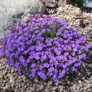 Обриета Кемпбелл