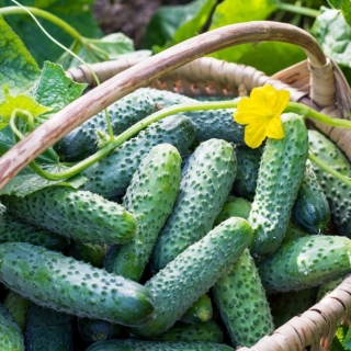 Огурец Польский Самоопыляющийся F1 (большой пакет)