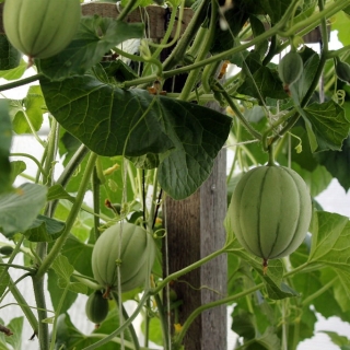 Огурдыня Нектарин (большой пакет)