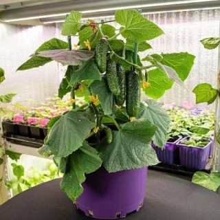 Огурец Домашний Удалец F1