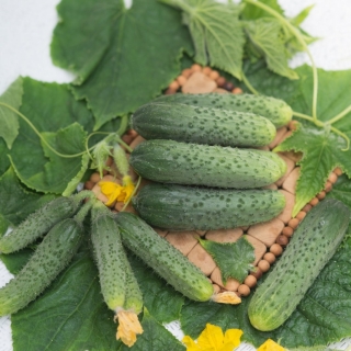 Огурец Малахитовая россыпь F1