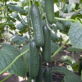 Огурец Адзиикаку F1
