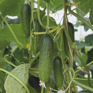Огурец Афсар F1