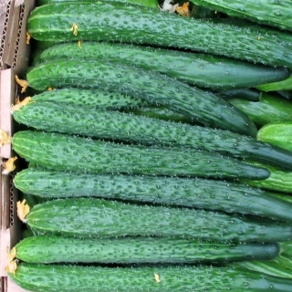 Огурец Аллигатор 3 F1