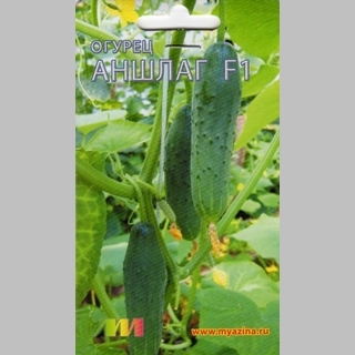 Огурец Аншлаг F1