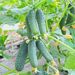 Огурец Анзор F1 (Bejo Zaden)