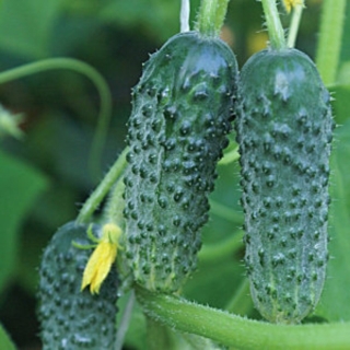 Огурец Армейский F1