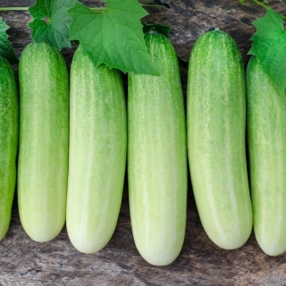 Огурец Белый адмирал F1