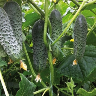 Огурец Бьерн F1