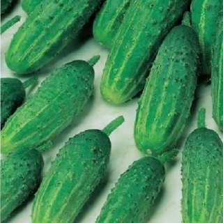 Огурец Дальневосточный-27