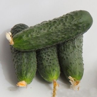 Огурец Джокер 77 F1