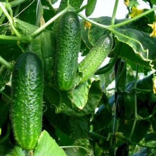 Огурец Евро Пик F1