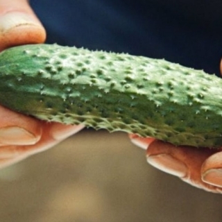 Огурец Фуро F1