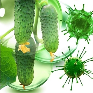 Огурец Гарпун F1