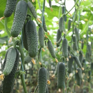 Огурец Генеральский F1 (большой пакет)