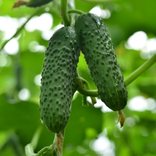 Огурец Герман F1