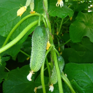 Огурец Гинга F1