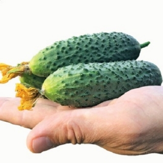 Огурец Гоша F1