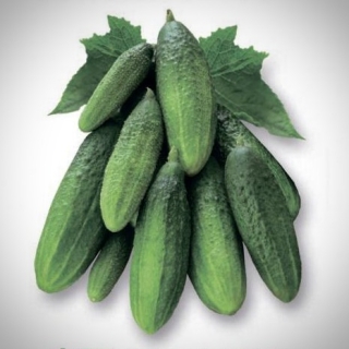 Огурец Харинезуми F1