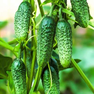 Огурец Изумрудный приз F1