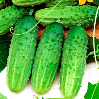 Огурец Карельский F1 плюс