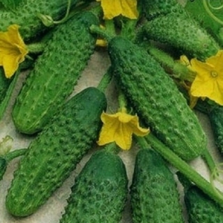 Огурец Хруст F1