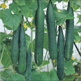 Огурец Киото Кинг F1