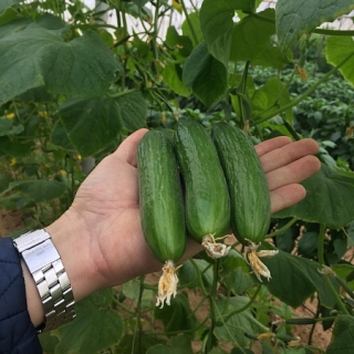 Огурец Кон Амор F1