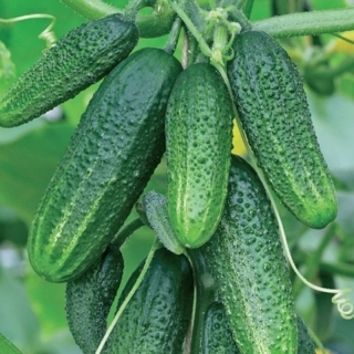 Огурец Конни F1