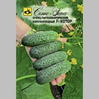 Огурец Котор F1