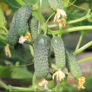 Огурец Крохотуля F1