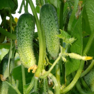 Огурец Кураж F1